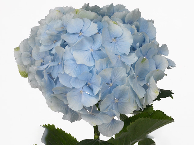 Голубая гортензия в букете